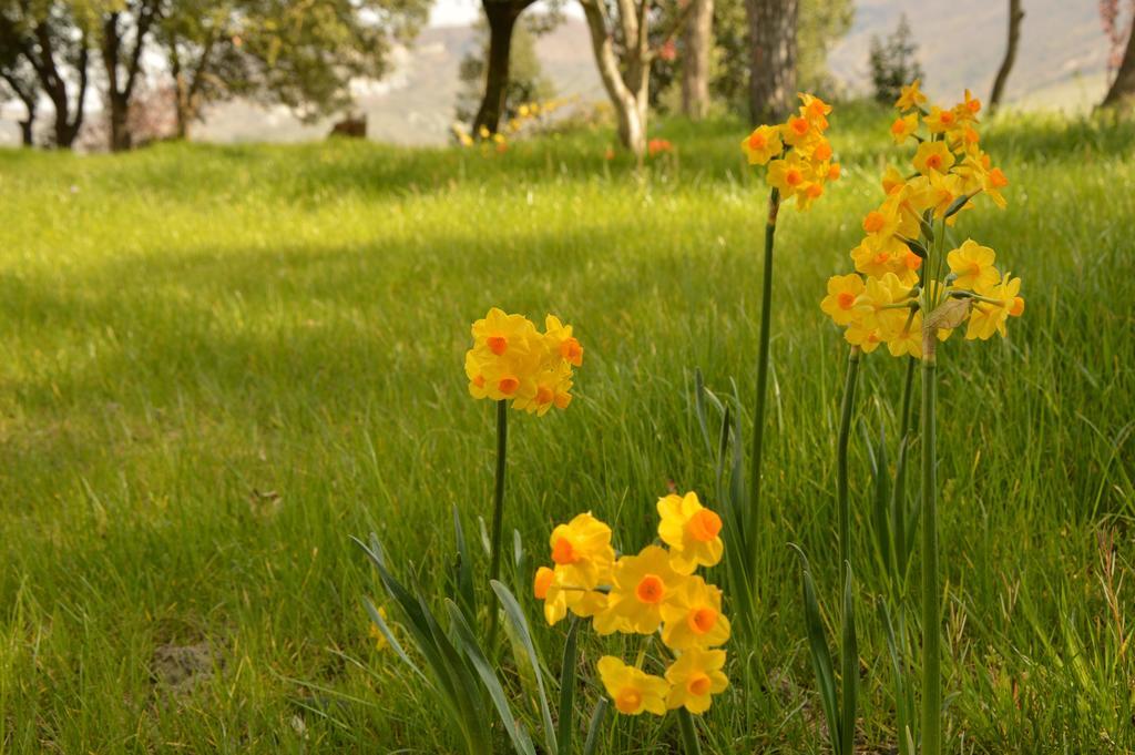 Agriturismo Riparossa Allerona Екстериор снимка