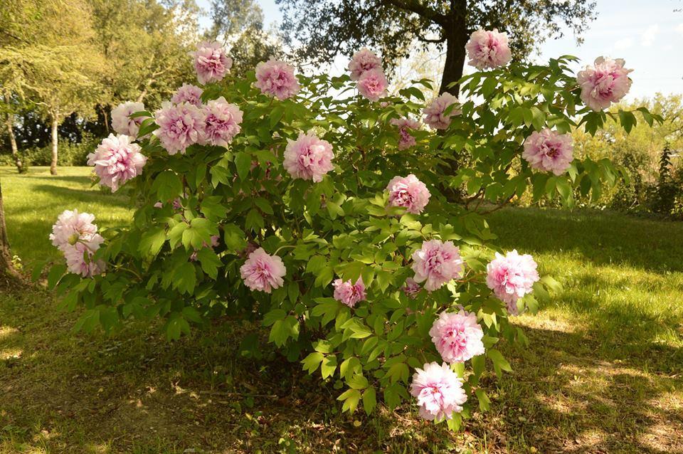 Agriturismo Riparossa Allerona Екстериор снимка